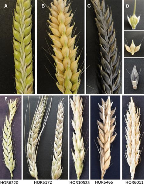 2 row barley varieties